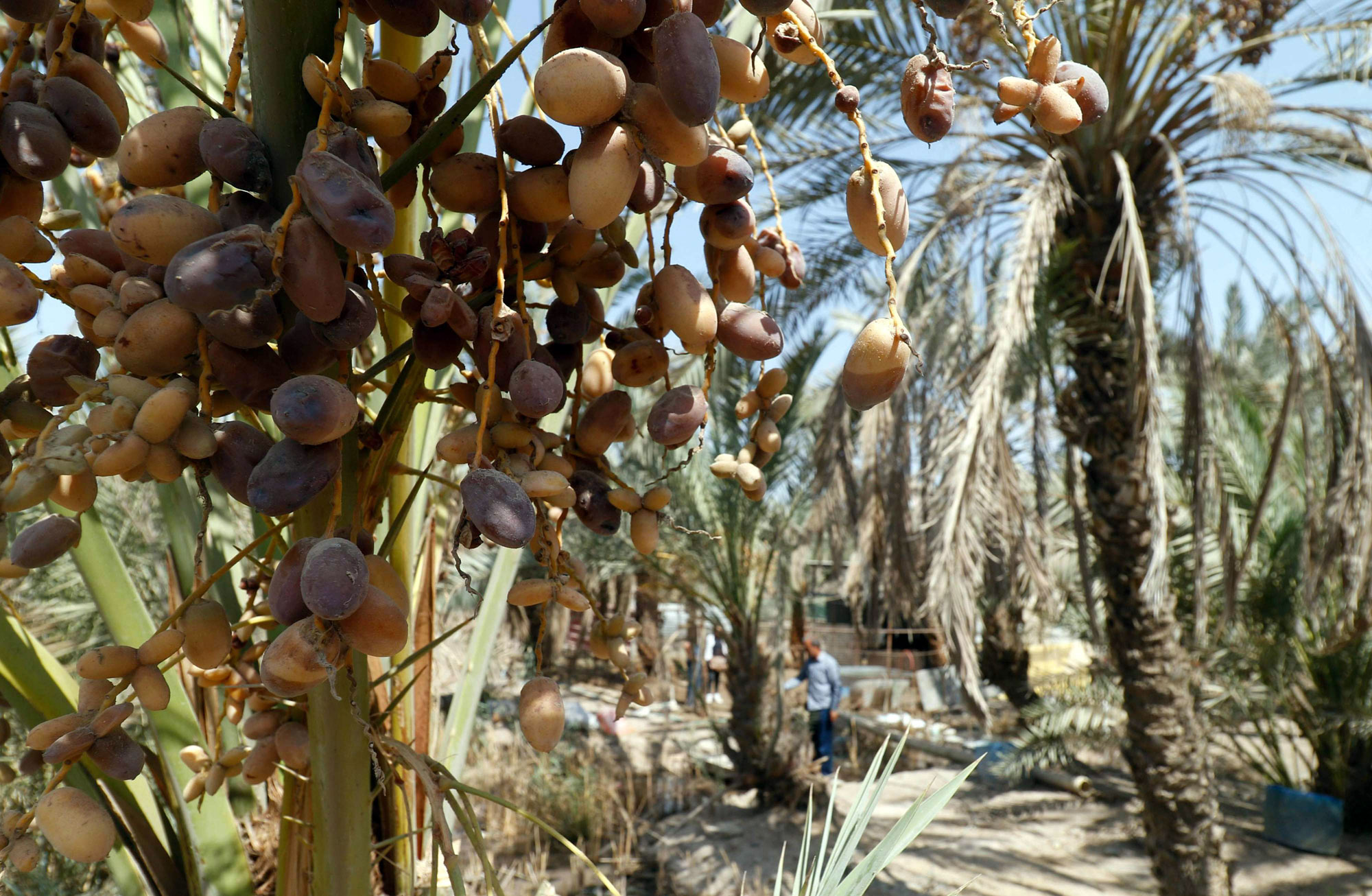 البصرة Thumbnail